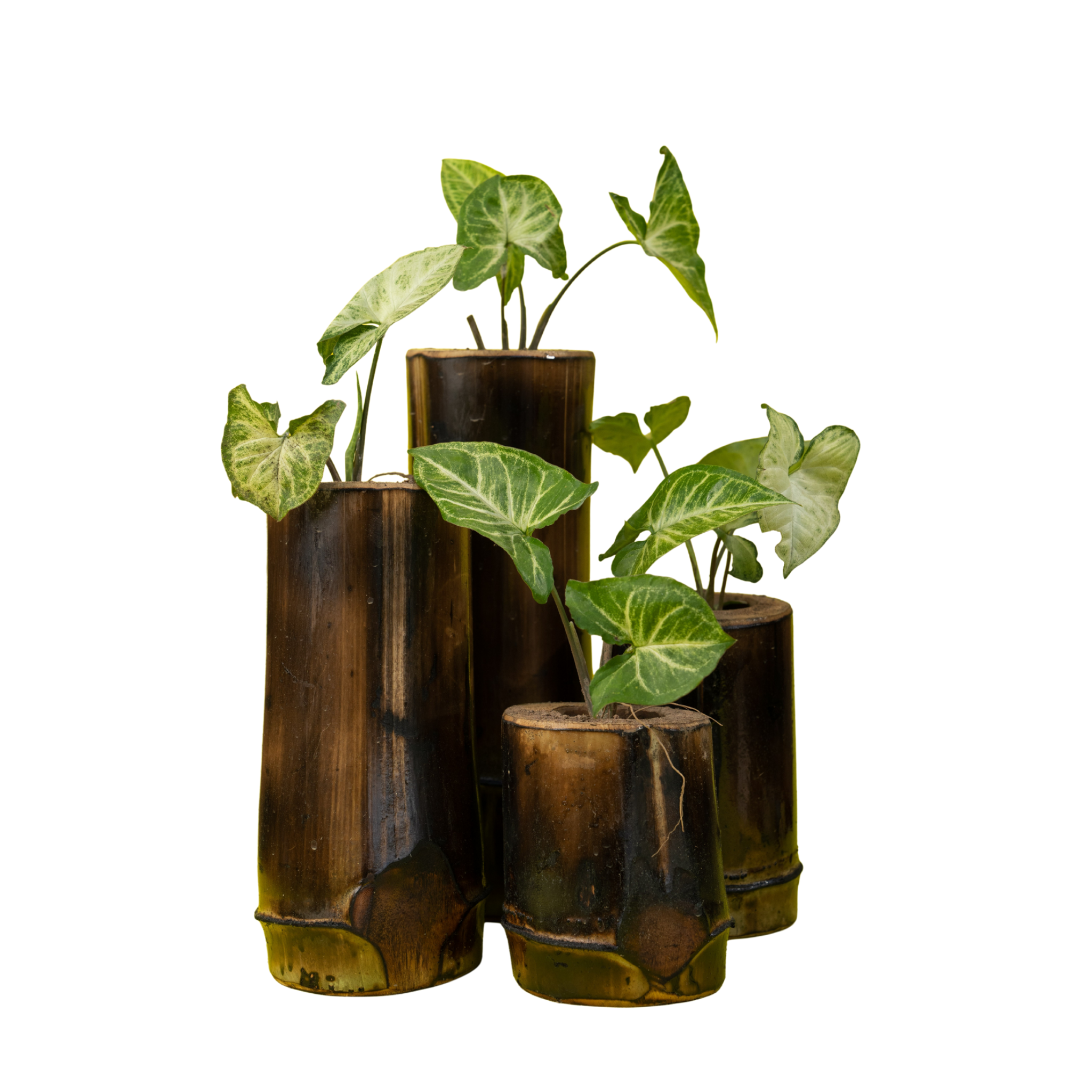 Bamboo Planter