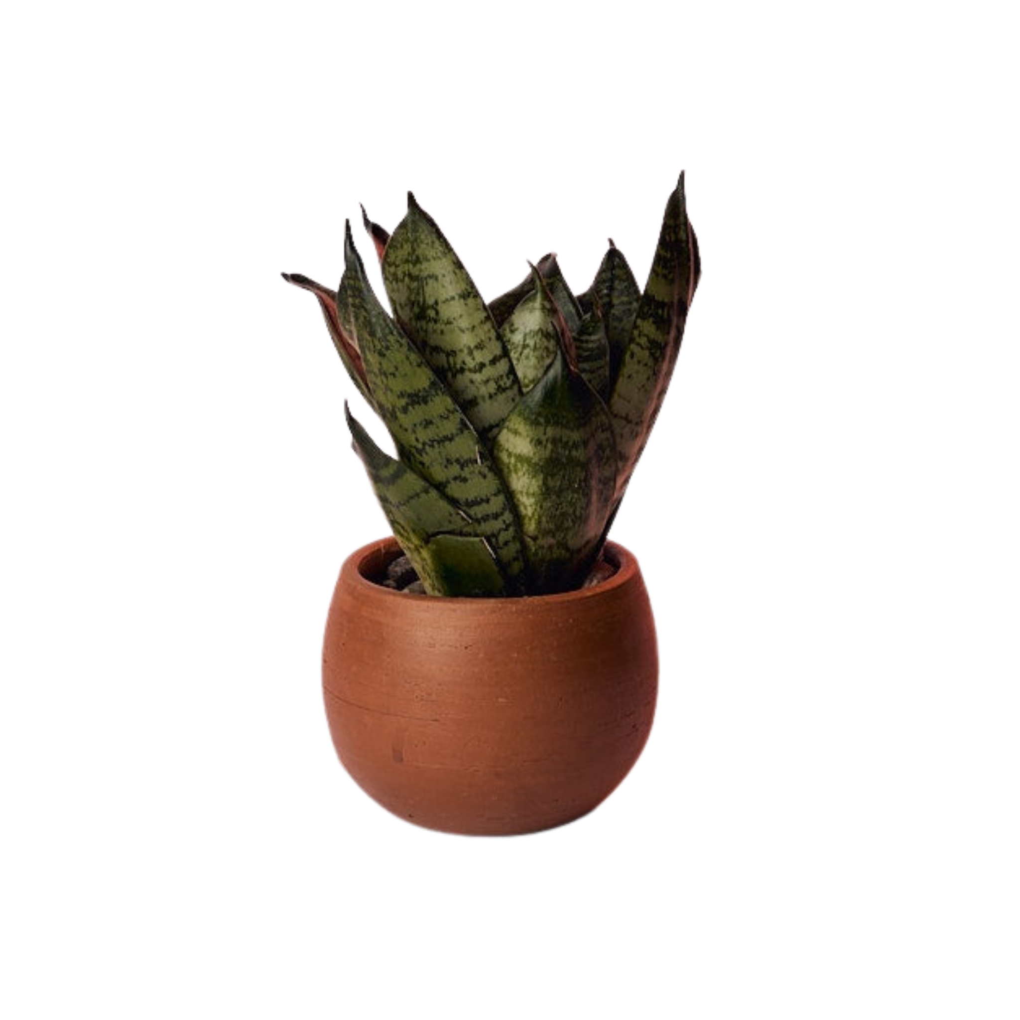 Terracotta Planter
