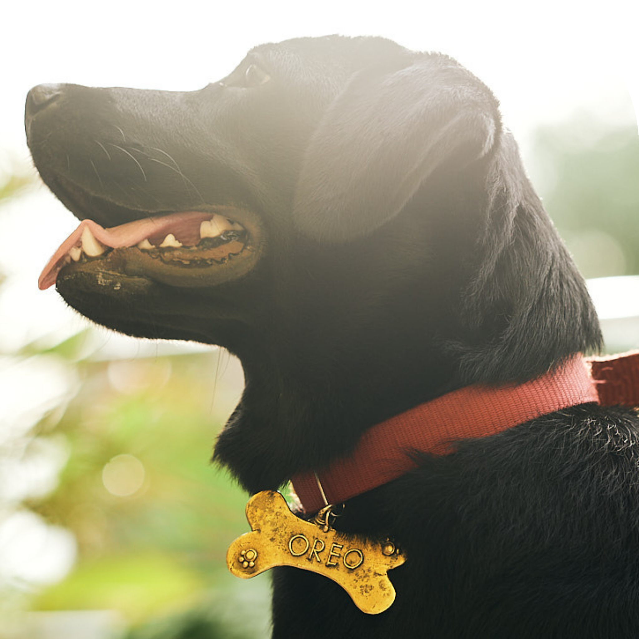 Dhokra Dog NameTag